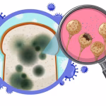 inedible-bread-with-mould_1308-110716